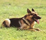 Adestramento de cães em Parnamirim